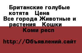 Британские голубые котята › Цена ­ 5 000 - Все города Животные и растения » Кошки   . Коми респ.